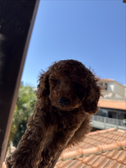 תמונה 2 ,כלבים פודל טוי   פודל טוי למכירה בעספיא