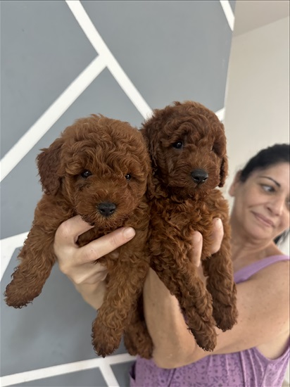 תמונה 1 ,כלבים פודל טוי   פודל טוי❤️ למכירה בחולון