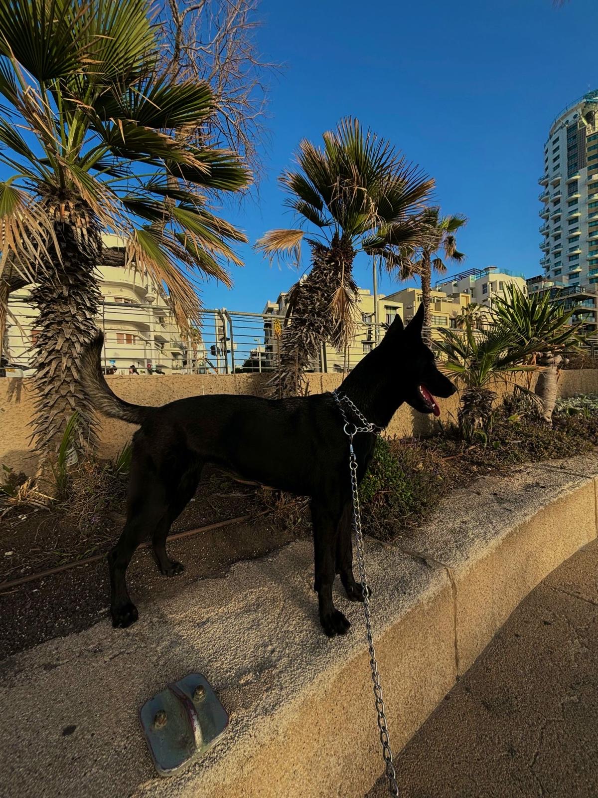 תמונה 1, כלבים | רועה בלגי   | מילנואה למכירה במשגב עם