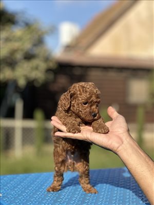 TOY  