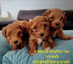 כלבים מלטיפו חדרה והסביבה 