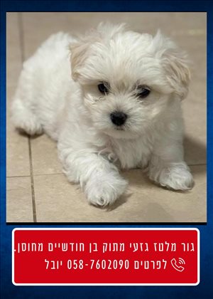 כלבים מלטז  