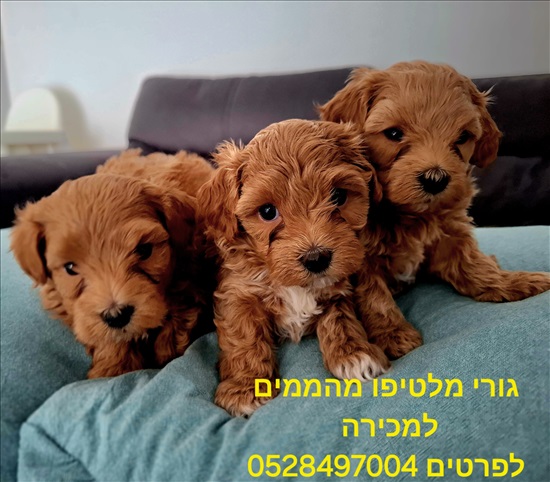 תמונה 1, כלבים | מלטיפו   | גורים למכירה בבאר שבע