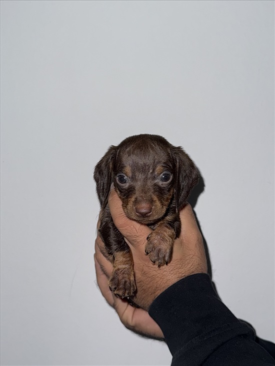 תמונה 2, כלבים | תחש ארנבי   | שאנל למכירה במגדל העמק