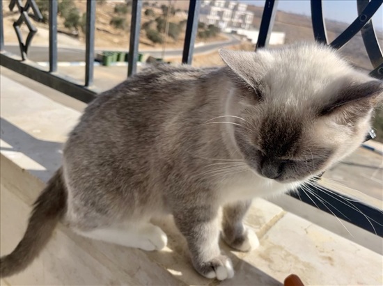 תמונה 2 ,חתולים סיאמי   סוסו למכירה באום בטין