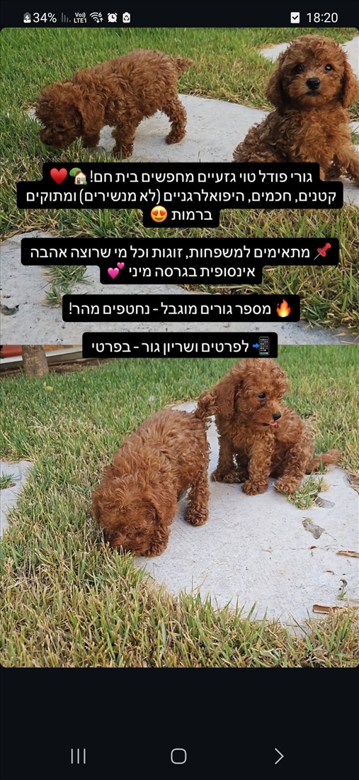 תמונה 2 ,כלבים פודל טוי   טוי למכירה בענב