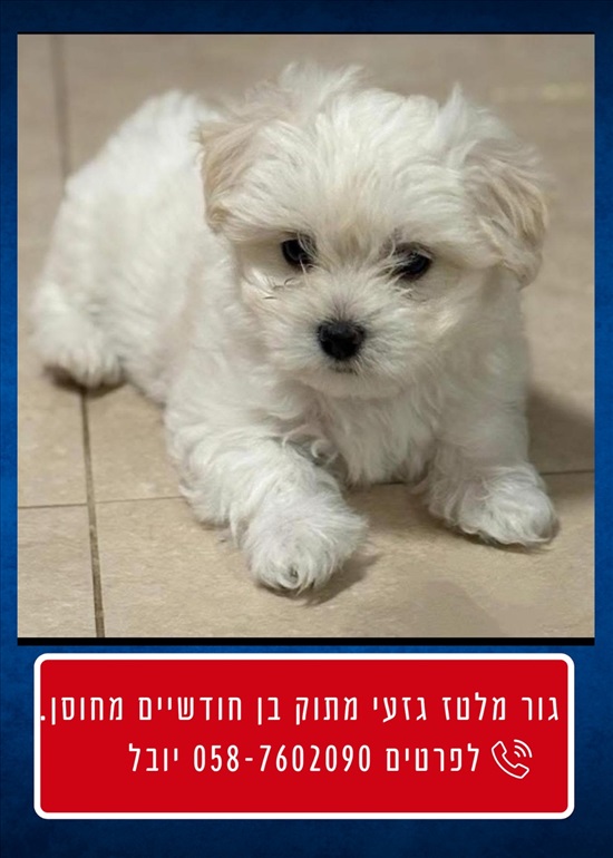 תמונה 1 ,כלבים מלטז   לולי למכירה בכרמי יוסף