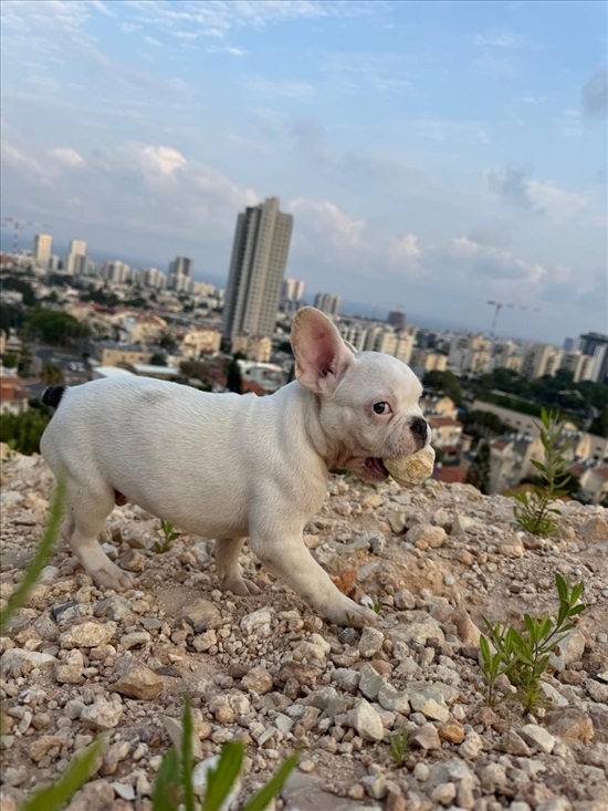 תמונה 2 ,כלבים בולדוג צרפתי   לסטי למכירה בחיפה