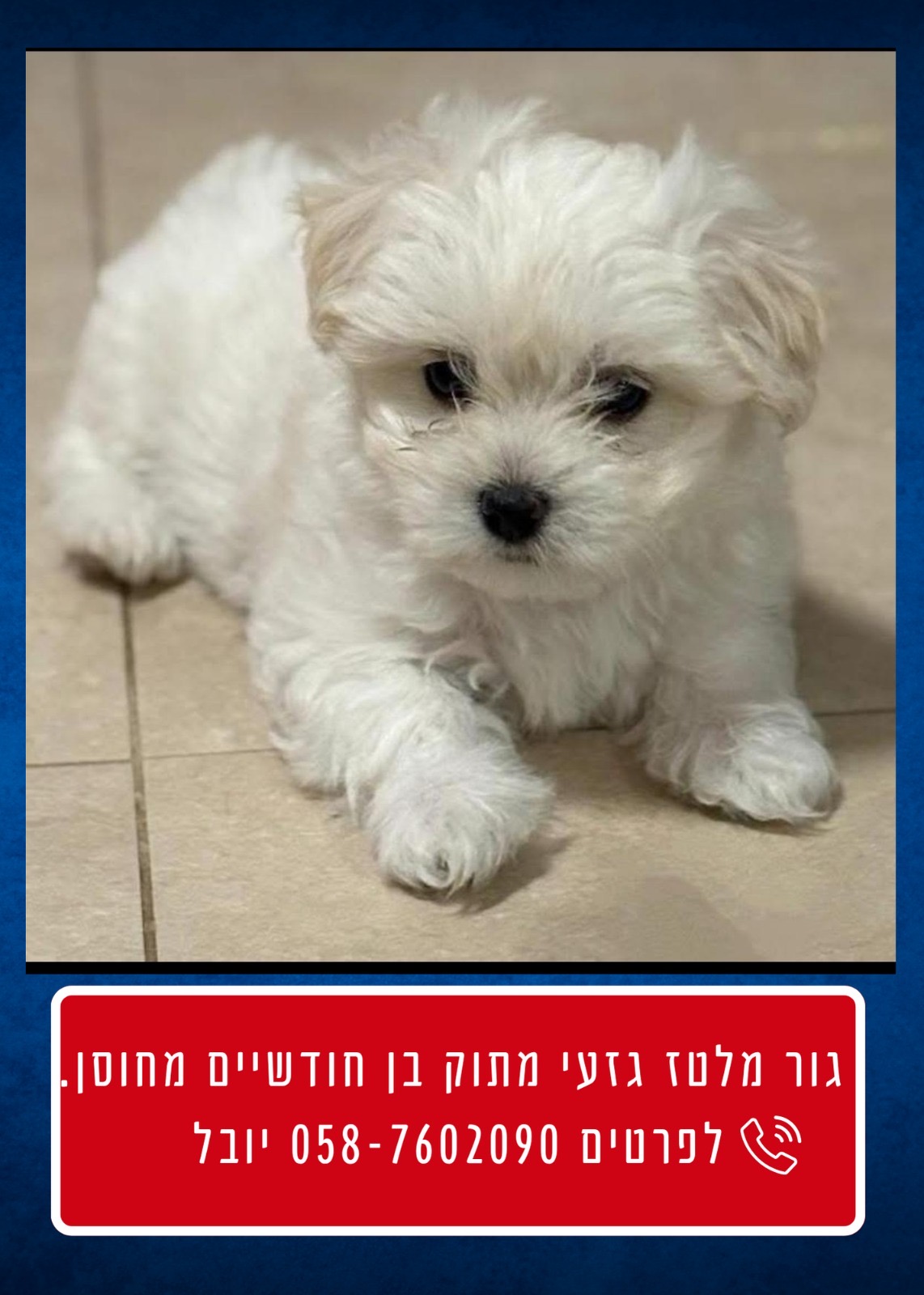 תמונה 1, כלבים | מלטז   | לולי למכירה בכרמי יוסף