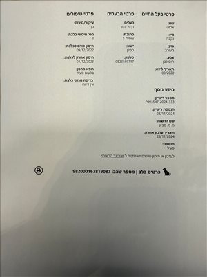 כלבים כנעני אילת 