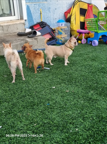 תמונה 3 ,כלבים צ`יוואווה   כלב למכירה בחוסן