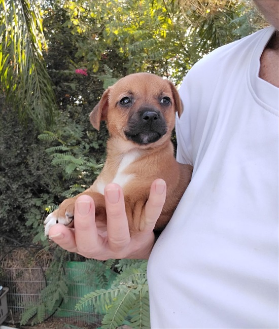 תמונה 1 ,כלבים פינצ`ר ננסי   פינצרית לאימוץ באמונים