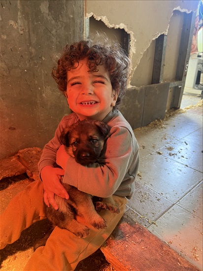 תמונה 2 ,כלבים רועה גרמני   רועה כרמני למכירה בדאלית 