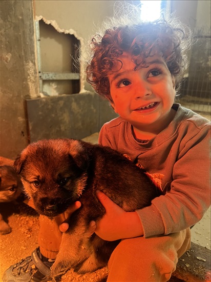 תמונה 3 ,כלבים רועה גרמני   רועה כרמני למכירה בדאלית 