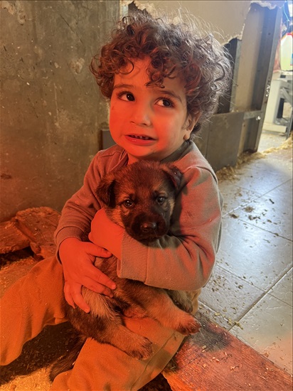 תמונה 4 ,כלבים רועה גרמני   רועה כרמני למכירה בדאלית 
