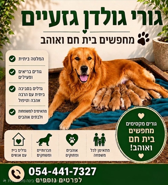 תמונה 1 ,כלבים גולדן רטריבר   גולדן  רטריבריי  למכירה בדאלית אל-כרמל