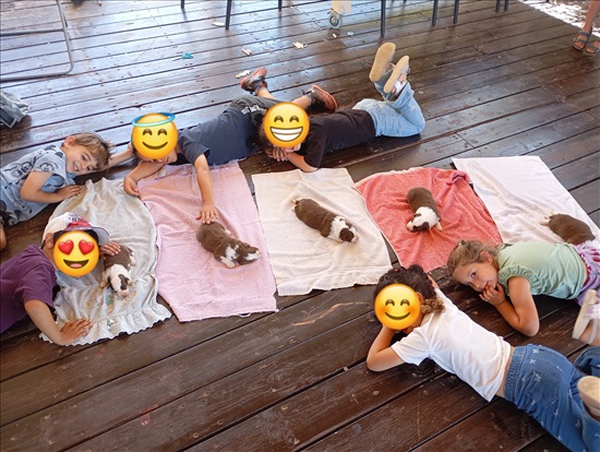 תמונה 1 ,כלבים בורדר קולי   בל למכירה במעלה לבונה