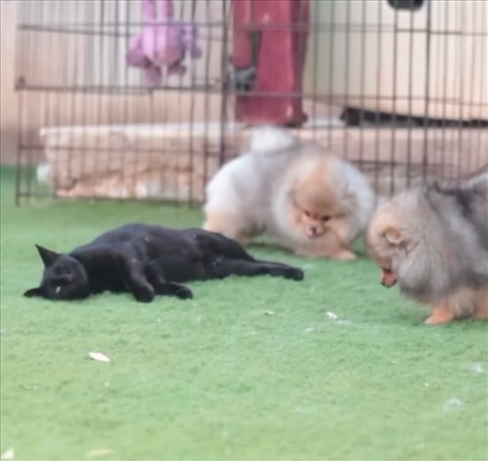 תמונה 2 ,כלבים פומרניאן   פום למכירה בבני עי"ש