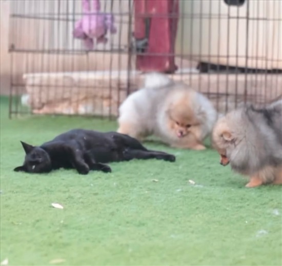 תמונה 8 ,כלבים פומרניאן   פום למכירה בבני עי"ש