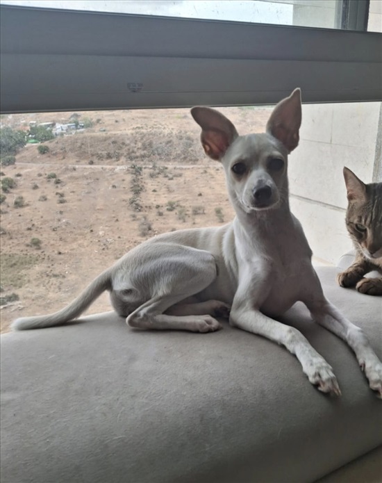 תמונה 2 ,כלבים מעורב   אין שם למכירה ברחובות
