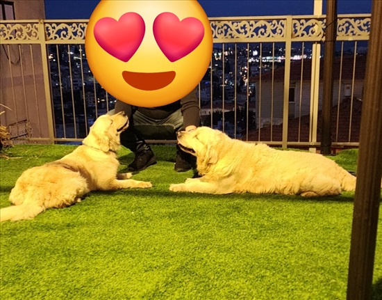תמונה 2 ,כלבים גולדן רטריבר   גולדן רטריבר למסירה בנוף הגליל