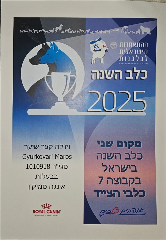 תמונה 7 ,כלבים ויזלה   גורי ויסלה גזעים למכירה ב