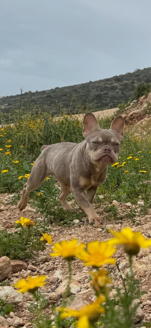 תמונה 5 ,כלבים בולדוג צרפתי   בואי למכירה בחיפה