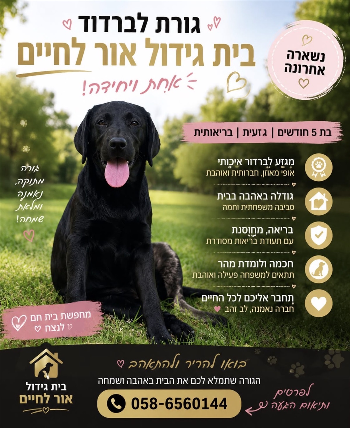 תמונה 1, כלבים | לברדור רטריבר   | לברדור ריטבר למכירה ביסוד המעלה