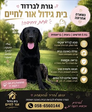 כלבים לברדור רטריבר  