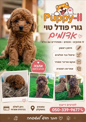 פודל 