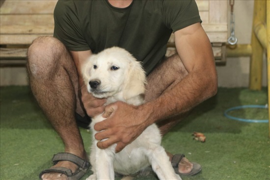 תמונה 2 ,כלבים גולדן רטריבר   גולדן רטריבר למכירה בשני ליבנה 