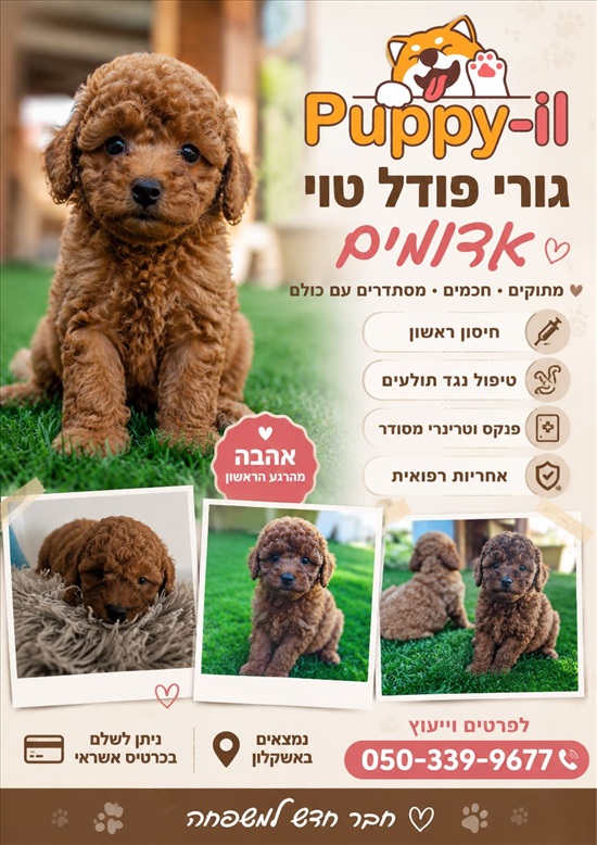 תמונה 1 ,כלבים פודל טוי   פודל למכירה באשקלון