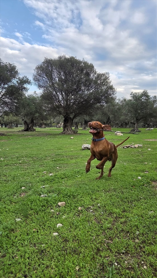 תמונה 5 ,כלבים ויזלה   מיילו לשידוך בקרית אונו