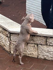 אלון  