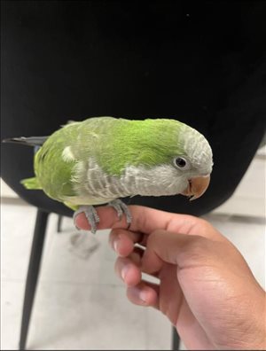 תוכים ובעלי כנף - קוקוטייל <br>       