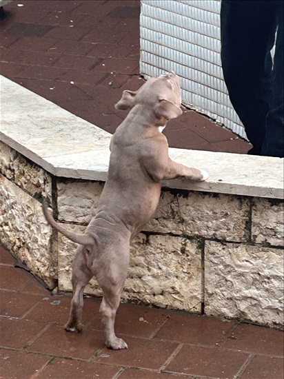תמונה 1 ,כלבים אחר   אלון  למכירה באשקלון