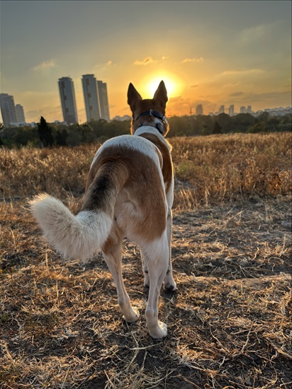 תמונה 3 ,כלבים מעורב   אוליב  למסירה ברמת גן 