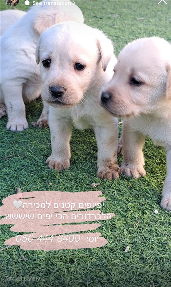 תמונה 5 ,כלבים לברדור רטריבר   לברדור למכירה באשקלון