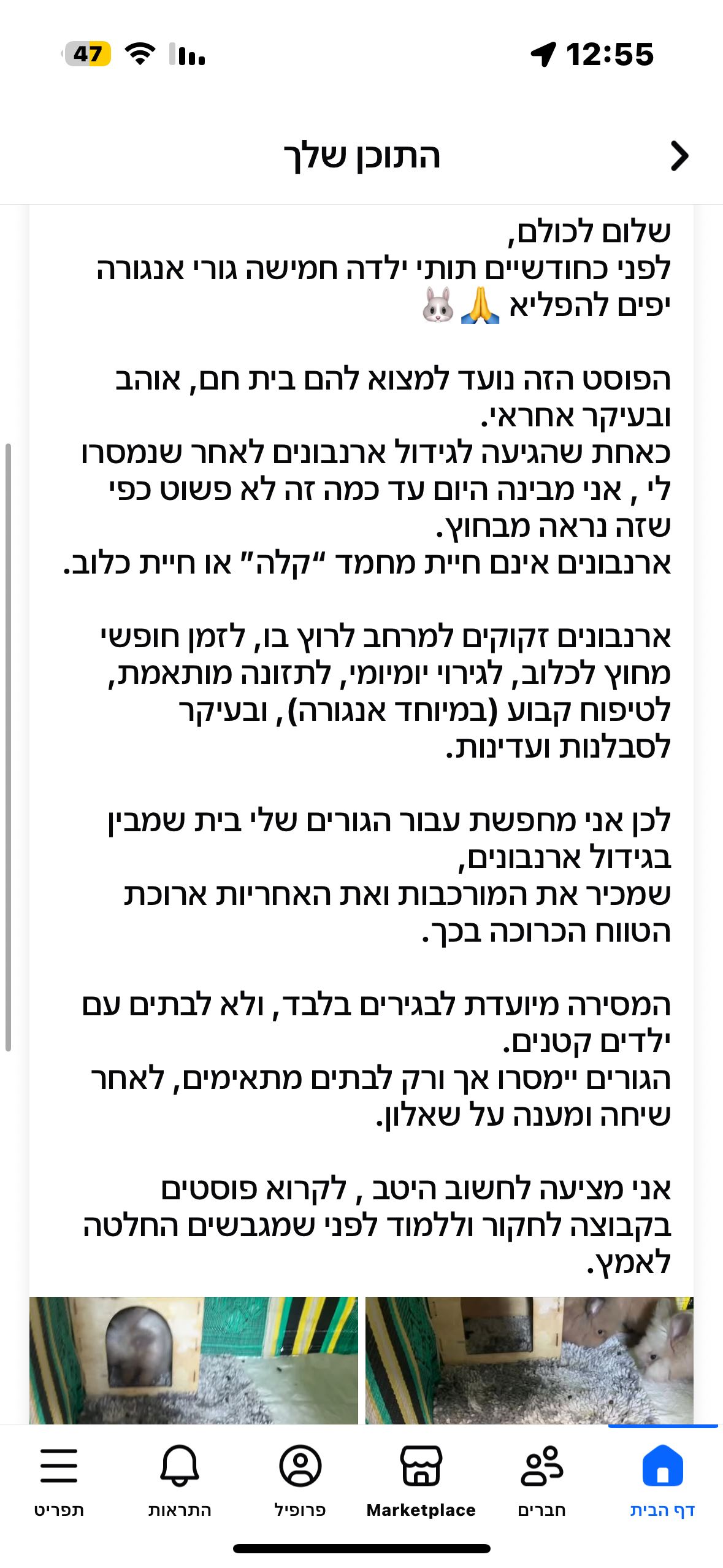 תמונה 1, מכרסמים | ארנב אנגורה   | 5 גורים למסירה בבת ים