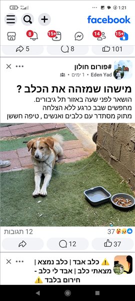 כלבים בורדר קולי  