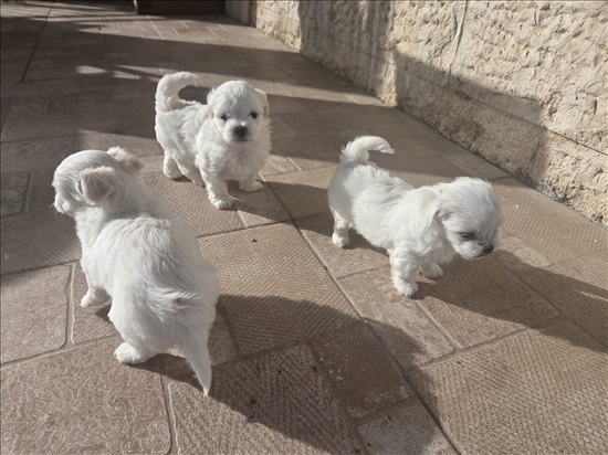 תמונה 2 ,כלבים מלטז   גור למכירה באשתאול