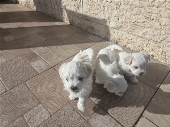 תמונה 7 ,כלבים מלטז   גור למכירה באשתאול