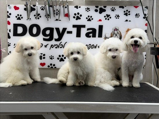 תמונה 2 ,כלבים בישון פריזה   אין עדיין שם למכירה בחולון