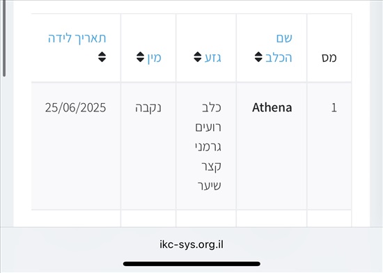 תמונה 4 ,כלבים רועה גרמני   Athena למכירה בדאלית אל-כרמל
