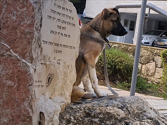 תמונה 4 ,כלבים מעורב   פרדי לאימוץ בירושלים