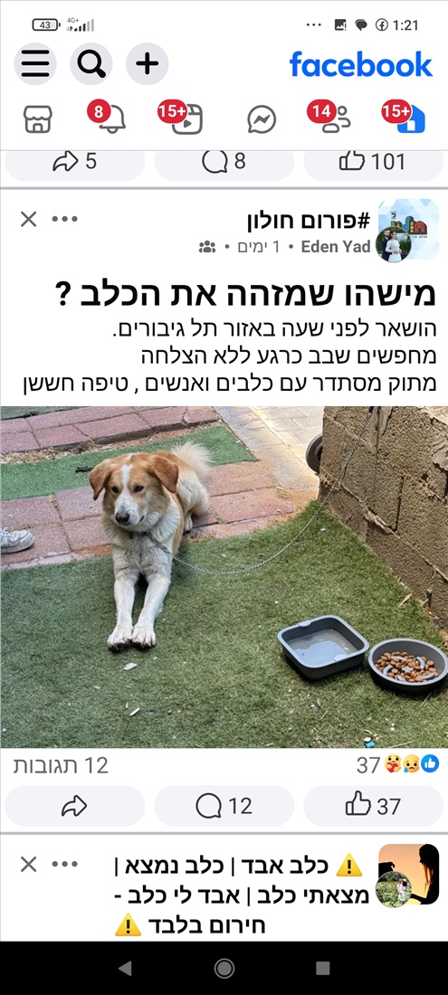 תמונה 1 ,כלבים בורדר קולי   בורדר קולי מעורבת למסירה באשדוד
