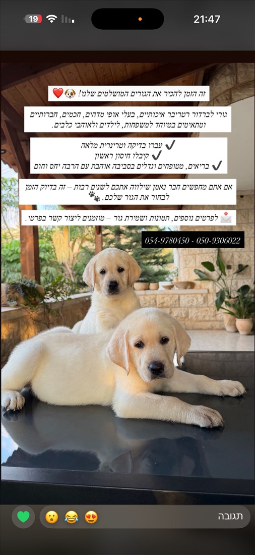 תמונה 2 ,כלבים לברדור רטריבר   לונה וגסי למכירה בירכא