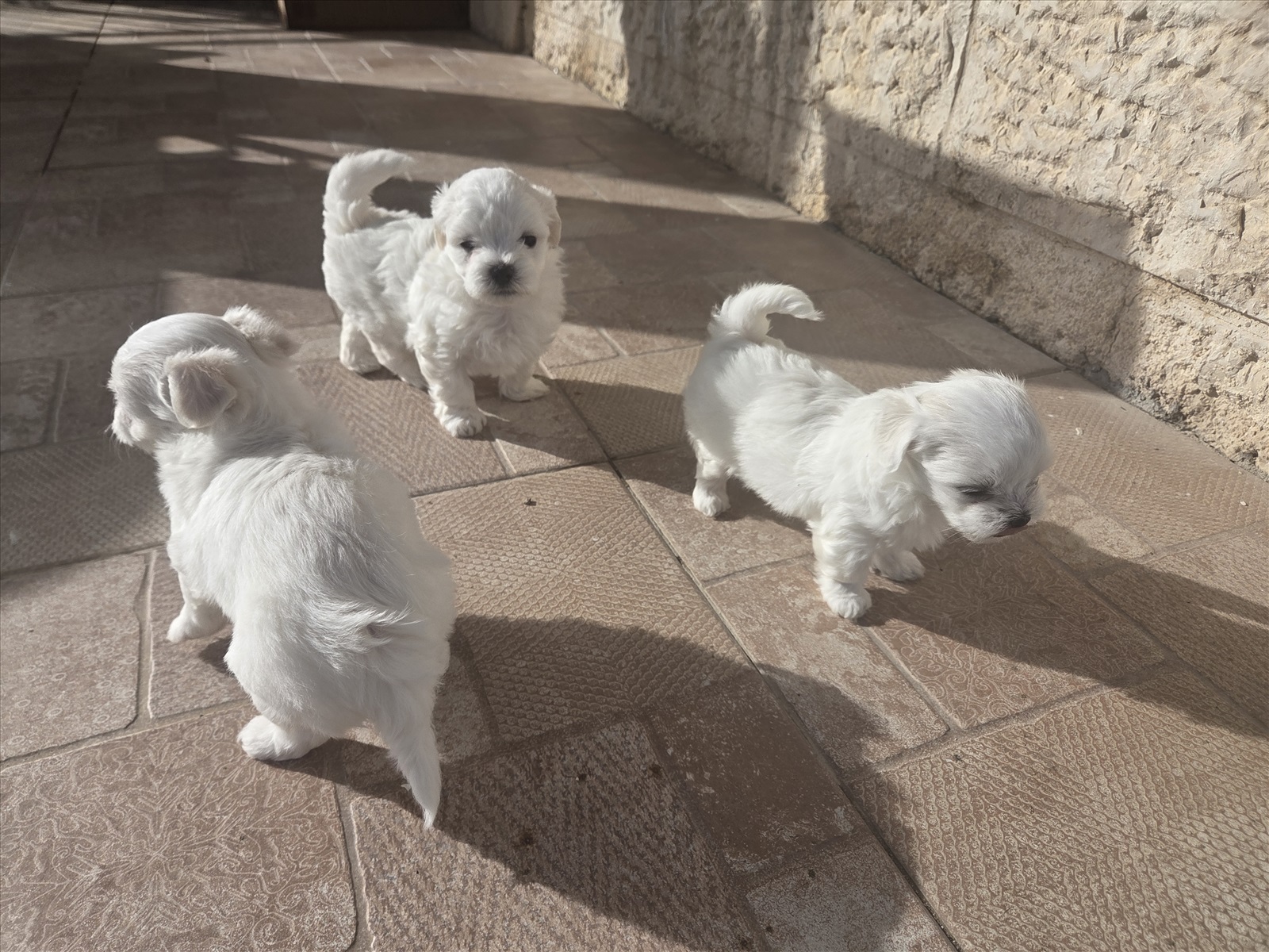 תמונה 2, כלבים | מלטז   | גור למכירה באשתאול