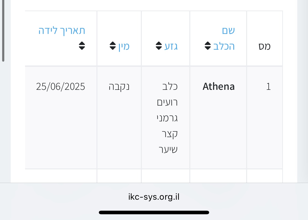 תמונה 4, כלבים | רועה גרמני   | Athena למכירה בדאלית אל-כרמל