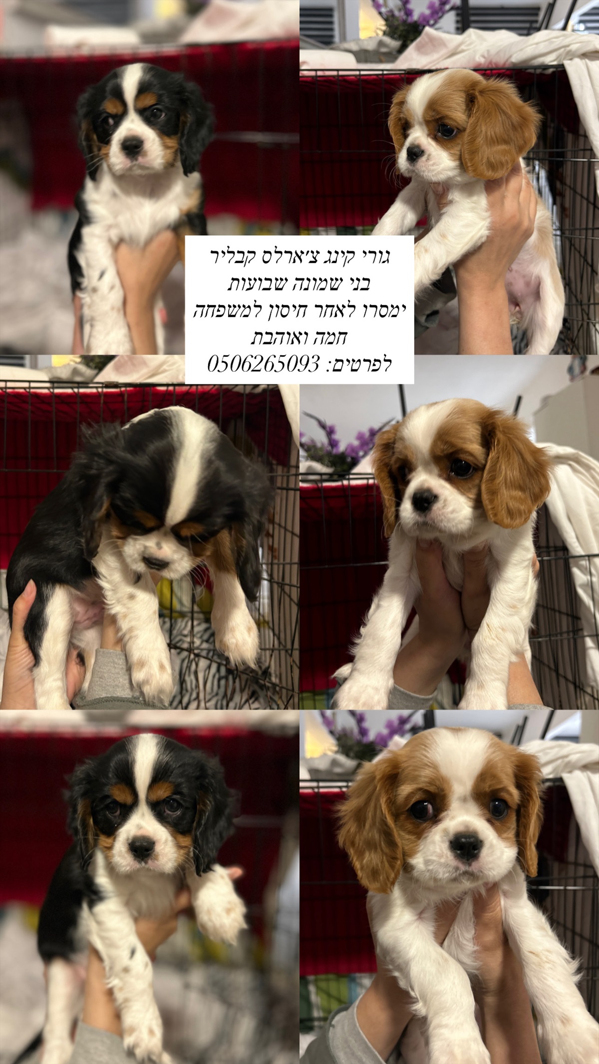 תמונה 1, כלבים | קבליר קינג צארלס ספנייל   | גורים למכירה בבאר שבע